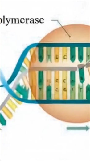 Transcription #science #viral #experiment #school