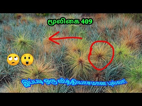 ராவணன் மீசை புல் | Ravanan meesai | spinifex littoreus | Ravan's moustache | அலசல் | Alasal