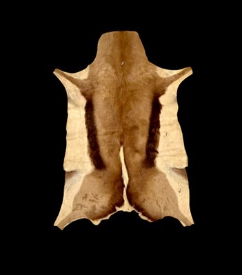 Authentic Springbok Hide Rug • African Antelope Fur Pelt • 38" x 27" Skin Throw | eBay