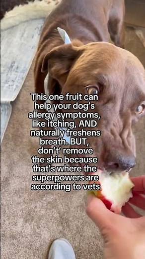 Are apples good for dogs?