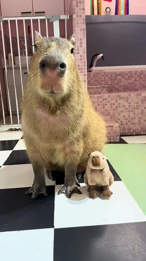Adorable Capybara Singing Video