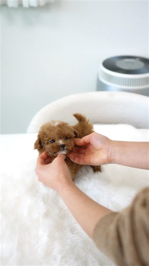 Maltipoo with sweet red fur and white point❤️ - Aloha Teacup Puppied #redpoodle #maltipoo #puppy