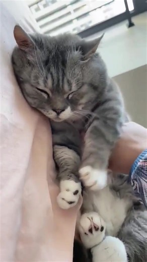 too cold……#cat #kitty #cute #fyp