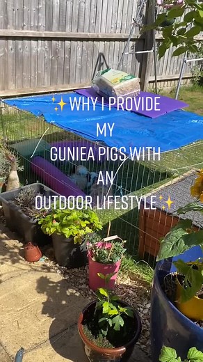 Outdoor Lifestyle for Guinea Pigs: Top Tips and Ideas