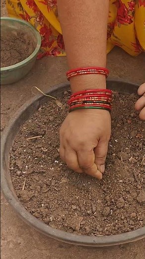 Let's Plant African Marigolds! 🌼