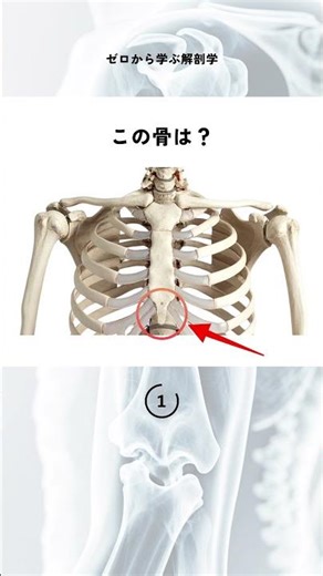 この骨の名前は？なに？