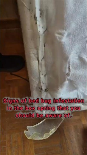 sign of bed bug activity inside the box spring, you should know about