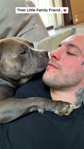 Their Little Family Friend... #pitbull #dog #doglove #animals #wildliferescue #cute #animalshorts