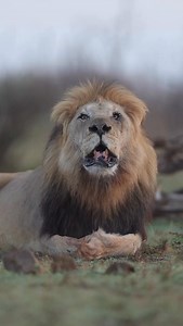 🦁A lion’s roar is the quintessential sound of Africa — a deep, reverberating call that rolls across the savannah and into our collective imagination. But this iconic sound is far more than drama, it’s a finely tuned tool for survival. Lions roar to claim territory. A single roar can travel up to 8 kilometres, warning rival prides and nomadic males that this land is occupied. It helps prevent dangerous confrontations — because in the wild, avoiding injury is often the smartest strategy. They als