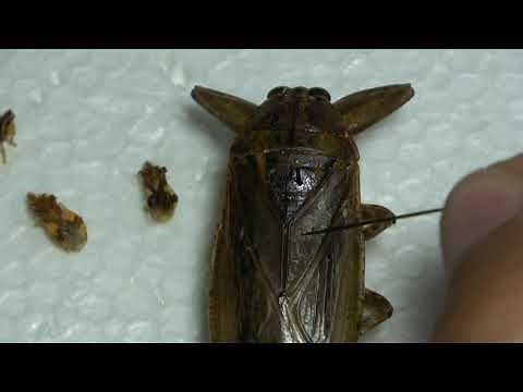 HOW TO PIN INSECTS #2: PINNING TRUE BUGS