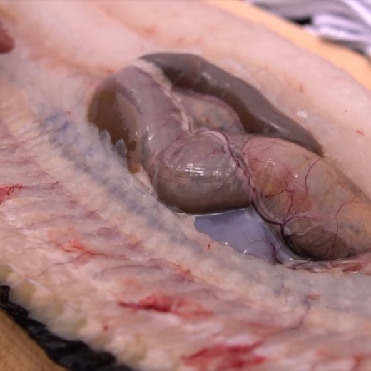 Eel was LIVE While Slicing🦖🤮🔥 | Hiroyuki Terada - Sushi Master