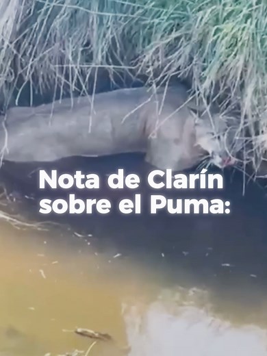 Conservación del Puma en la Pampa Húmeda: Mitigación no Letal y Protección de la Fauna Autóctona