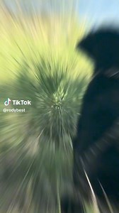 20 reactions | Best Retrievers on Reels | Facebook