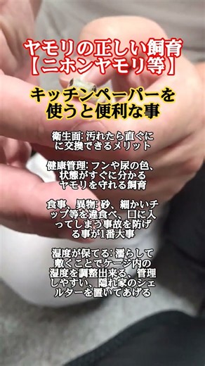 ヤモリ飼育方法【キッチンペーパー】を使う #ヤモリ #飼育 #生き物 #ニホンヤモリ