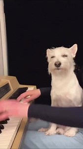 Te amo, perrito que disfruta el jazz. 🥰🫶🏻 #perros #dog #doglover #animals #music #BUMBOX | Bumbox