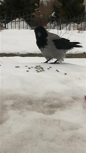 Male crow collects treats, his mate calls / самочка кричит, самец собирает угощения #вороны
