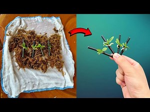 Unique method of orchid propagation! Simple and effective method