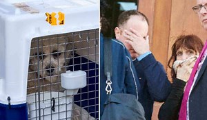 State solicitor's mother convicted of running illegal puppy farm claims she didn't know it was wrong - Extra.ie