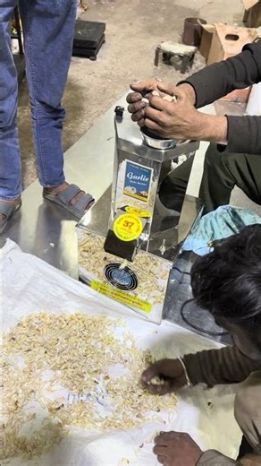 Garlic pealing machine live trail 📲 +91 94253 20160