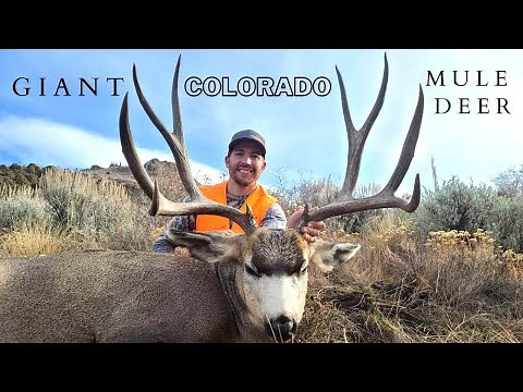 Giant Colorado Mule Deer Hunt
