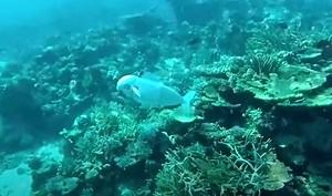 WATCH | Robotic fish collects DNA samples from the ocean