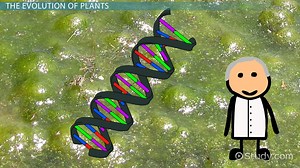 Plant Evolution | Timeline & Importance - Video | Study.com