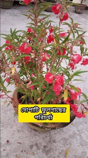 দোপাটি গাছের পরিচর্যা #shorts #ytshorts #youtubeshorts