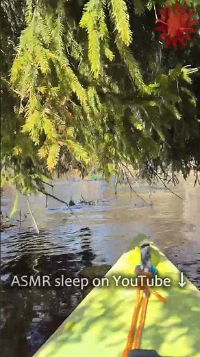 Under the Evergreen Trees 🌲 | Peaceful River Sounds ASMR
