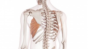 Dentato anteriore: anatomia, funzioni ed esercizi - Project inVictus