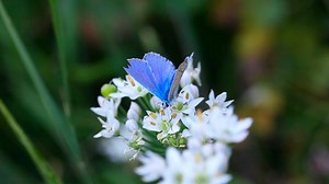Blue butterfly over white flowers - Free Stock Video