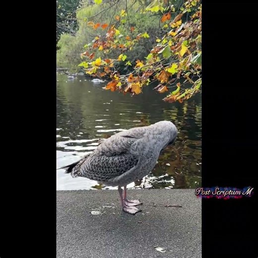 Autumn in ... ?? #autumn #music #neiperte #musica #perte #love #music