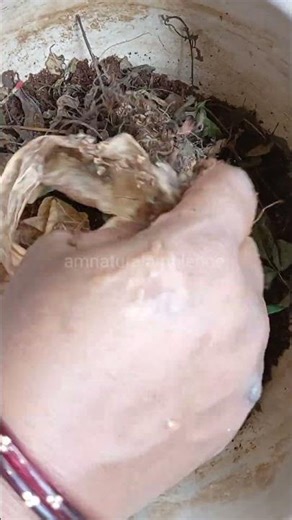 🌱 “You’re Potting Plants WRONG! Do This Once & Watch Them Explode With Growth!”