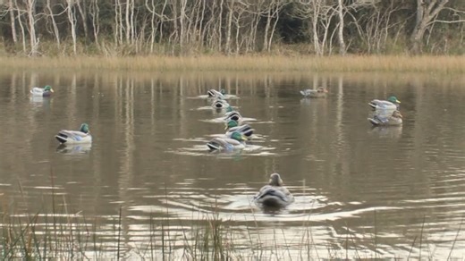Watch Swiveling Steel Cable Jerk Rig - Ultimate in Decoy Motion on Amazon Live