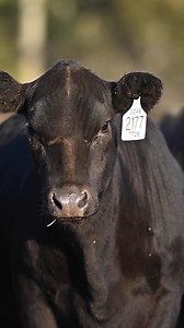 The Business Breed is also the performance breed, because Angus cattlemen and women are dedicated to making progress on the traits that pay. In the March Angus Journal focuses on “The Blueprint” — those building blocks of the breed. Pick up your copy today. Not a subscriber? Visit AngusJournal.net and click “subscribe” and we’ll get a monthly dose of the top Angus stories delivered right to your mailbox. | Angus Journal