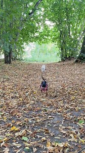 26K views · 1.4K reactions | A simple joy of running in fallen leaves...