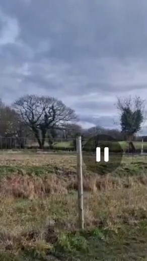 Who's Gonna Tell Him? A Hilarious Bird Fail Compilation