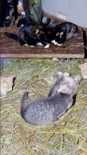 🐾 We're LIVE with intakes from our new Hellga cat colony! 🐾