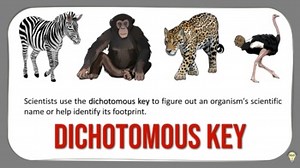 Dichotomous Key - How to Use a Dichotomous Key Explaining Video