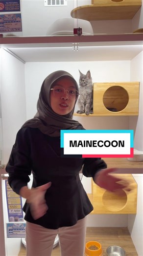 BABY WOLF @MAINECOON #fyp #mainecoon #cat