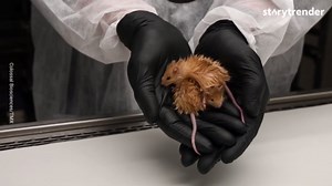 From Extinction to Evolution: Scientists Take Bold Step Toward Resurrecting the Mammoth