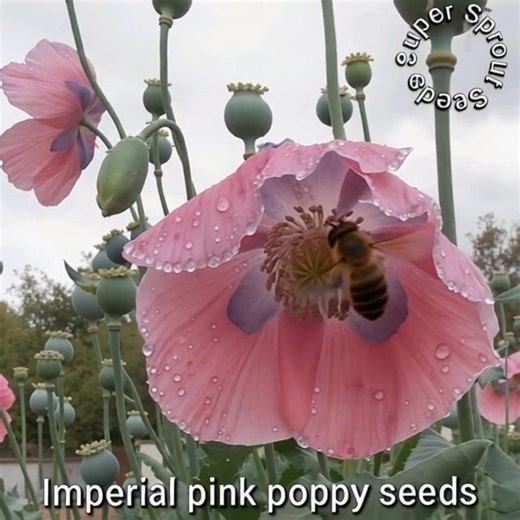 The Imperial Pink poppy ((Papaversomniferum^{prime }ImperialPink^{prime })) is a hardy annual known for its delicate pink flowers and is easy to grow from seed. It is also known as the opium or breadseed poppy. Key characteristics Appearance: This variety showcases soft pink, often fringed or tulip-shaped, petals with a pale lavender or pink center. The flowers grow on strong, upright stems above blue-green foliage and appear in spring and summer.Size: The plants typically grow to a height of 2 