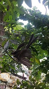 13K views · 38 reactions | Bird got stuck in spider web #birds #animals #wildlife | HK Entertain | Facebook