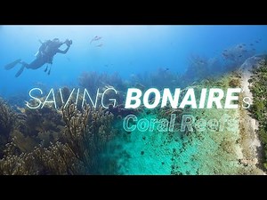 Saving the Coral Reefs on Bonaire (Caribbean / Short Documentary)