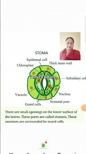 stomata ,guard cell