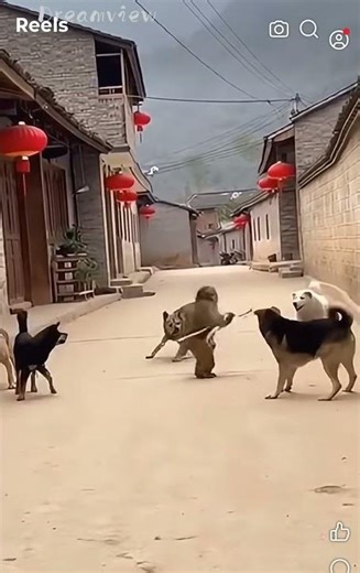 JACKIE CHAN MONKEY PART 1 🐒