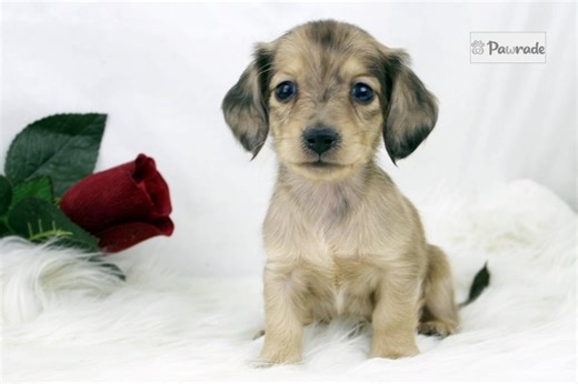 Petunia - Mini Dachshund Puppy 55A9A5