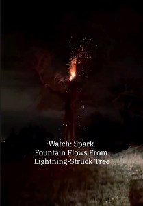 35K views · 478 reactions | The tree was struck by lightning as storms moved across Indiana. | The Weather Channel | Facebook