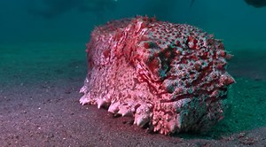 Diver Captures Stunning Footage Of Giant Sea Cucumber In The Philippines