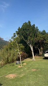 The Garrick have been wild! Perfect conditions here at Spotted Grunter Resort and Port st Johns River Lodge | Spotted Grunter Resort