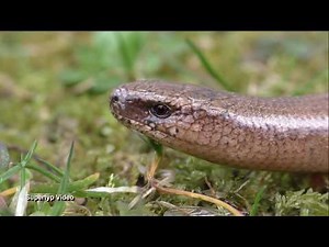 Animals - Blindschleiche im Garten